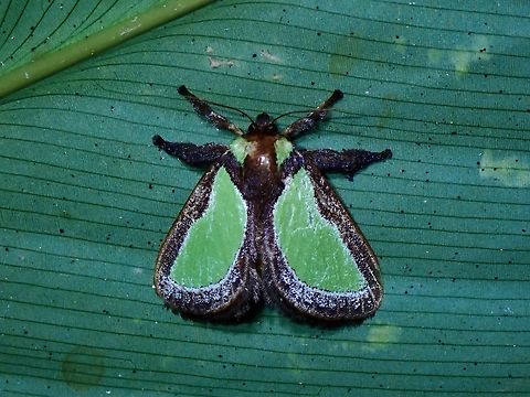 Stinging Slug Moth - Parasa darma x4  Moth,Palawan,Parasa darma,Philippines,Stinging Slug Moth