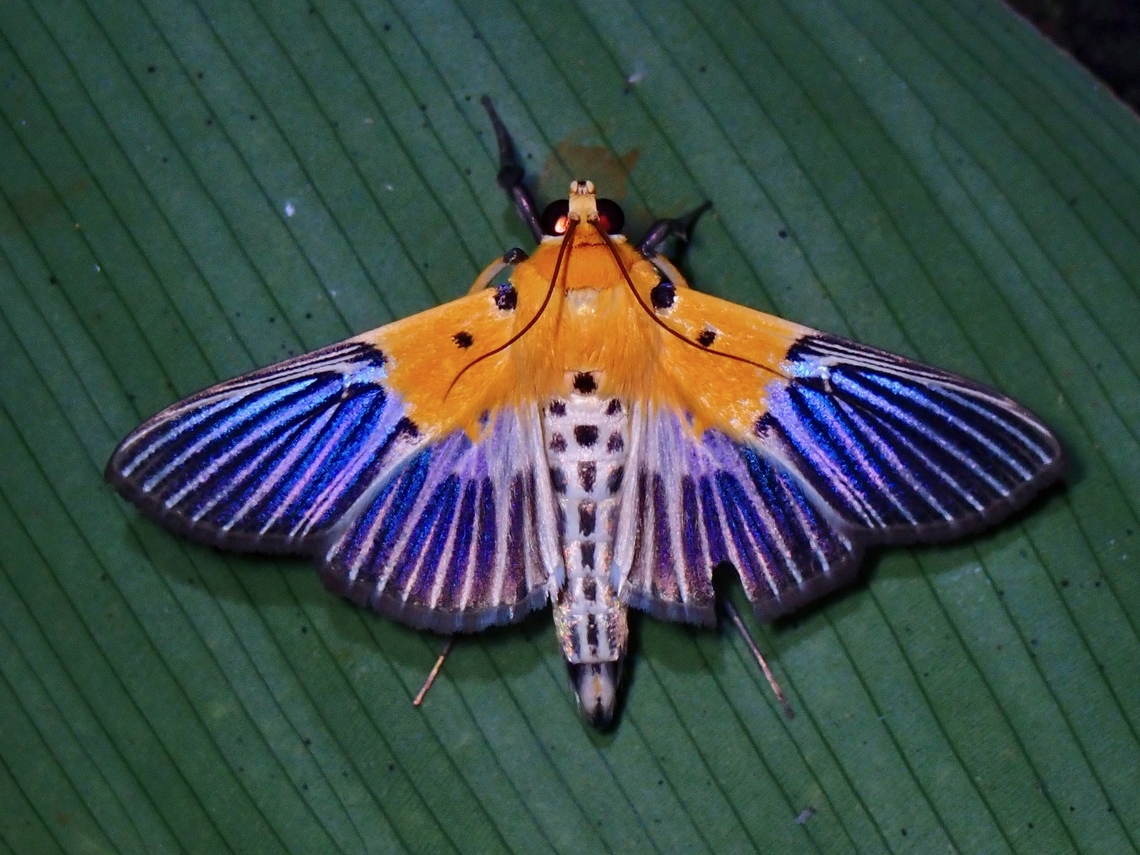 Pearl Moth - Nevrina procopia  Moth,Nevrina procopia,Palawan,Pearl Moth,Philippines