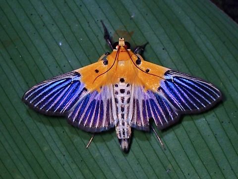Pearl Moth - Nevrina procopia  Moth,Nevrina procopia,Palawan,Pearl Moth,Philippines