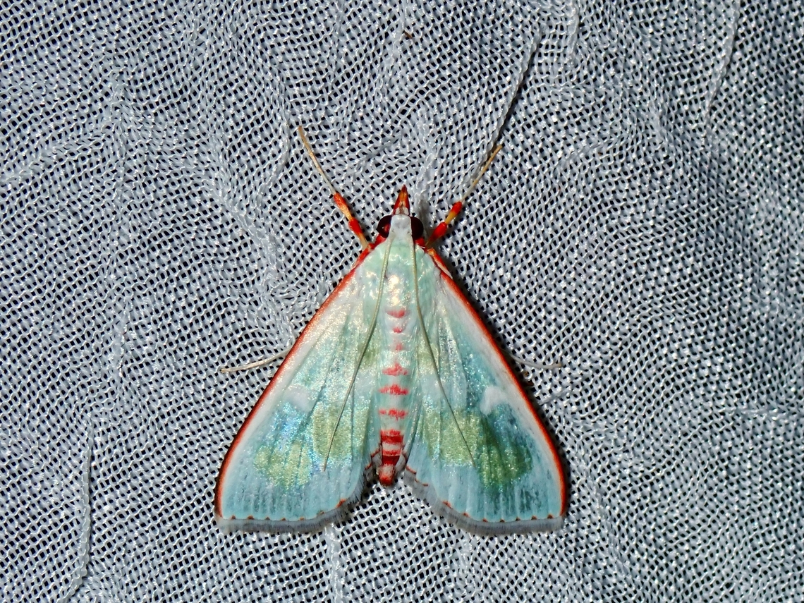 Pearl Moth - Arthroschista tricoloralis x2 Arthroschista tricoloralis,Moth,Palawan,Pearl Moth,Philippines