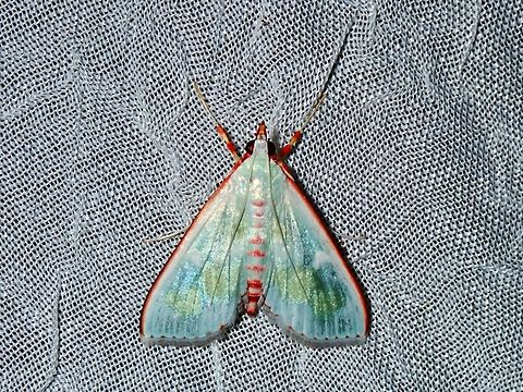 Pearl Moth - Arthroschista tricoloralis x2 Arthroschista tricoloralis,Moth,Palawan,Pearl Moth,Philippines