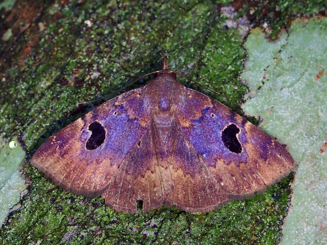 Litter Moth - Mosopia megaspila  Litter Moth,Mosopia megaspila,Moth,Palawan,Philippines