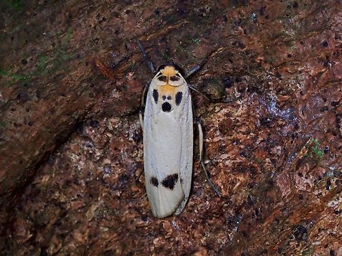 Lichen Moth - Tigrioides puncticollis  Lichen Moth,Moth,Palawan,Philippines,Tigrioides puncticollis