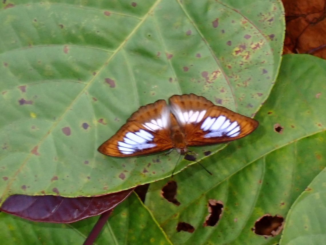 Butterfly - Athyma speciosa Athyma speciosa is an endemic species to Palawan Island. Athyma speciosa,Butterfly,Palawan,Philippines