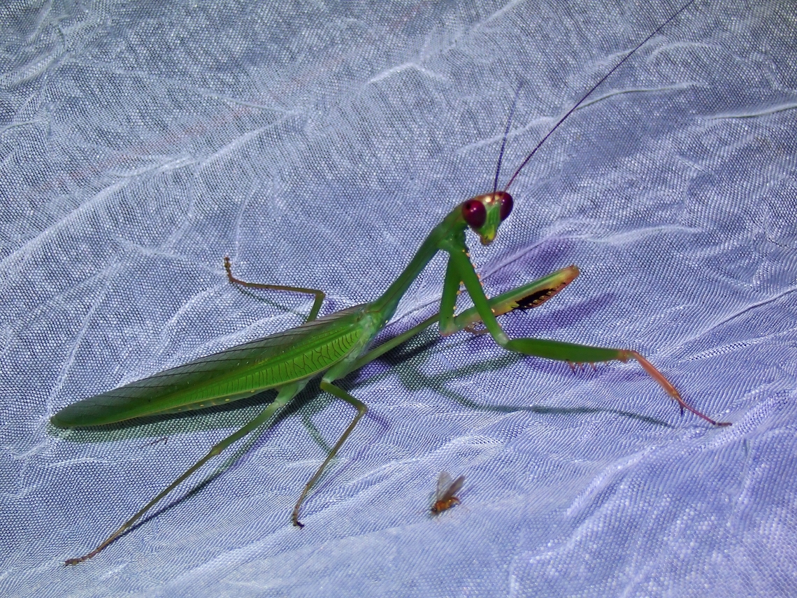 Unwelcome guest My local friend who set-up the light trap hates it when a Praying Mantis visits the light trap, especially the bigger size one as he thinks they may eat some moths before he gets to photograph them.  Fortunately I was able to get a record shot of. this one before he 'throw' them away, as it seems this species is not often photographed :D Hierodula philippina,Mantis,Palawan,Philippines,Praying Mantis