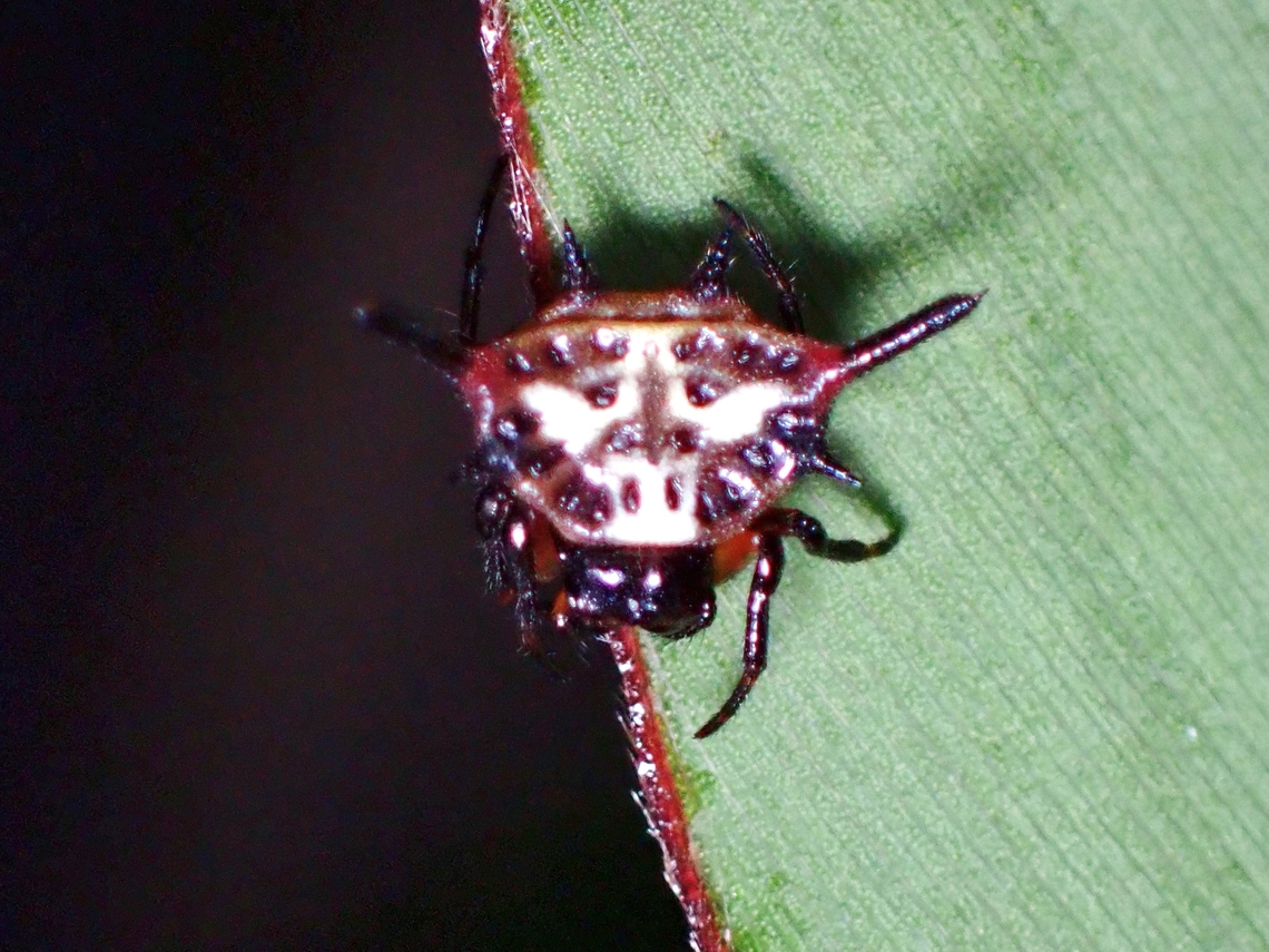 Juvenile Spiny Orbweaver Spider Gasteracantha sanguinea is a species of Spiny Orbweaver Spider from the Family Araneidae. Gasteracantha sanguinea,Orbweaver Spider,Palawan,Philippines,Spider,Spiny Orbweaver Spider