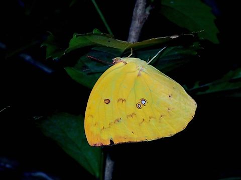 Lemon Emigrant - Sub-species Catopsilia pomona pomona  Butterfly,Catopsilia pomona,Catopsilia pomona pomona,Lemon Emigrant,Palawan,Philippines