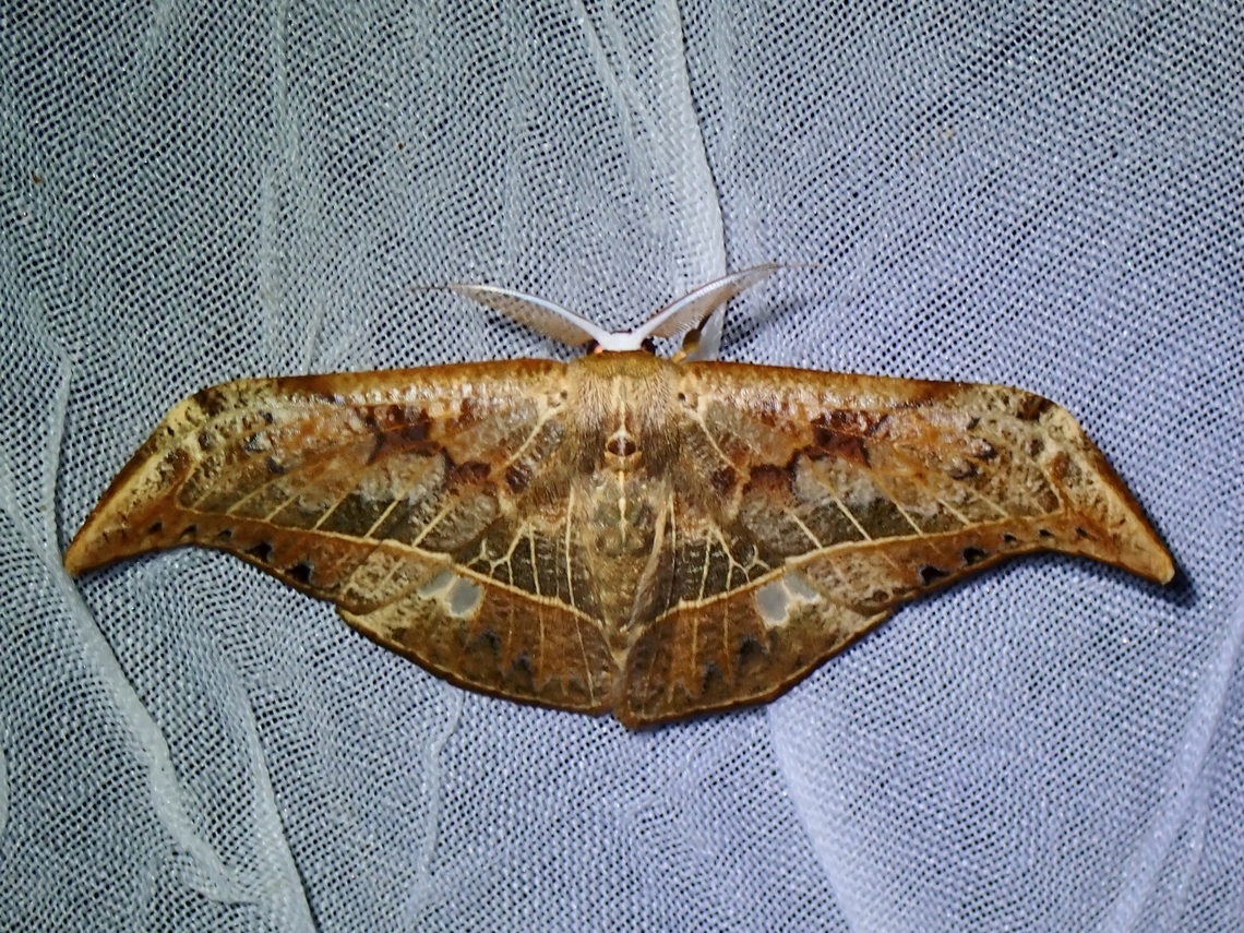 Hooktip Moth - Canucha specularis  Canucha specularis,Hooktip Moth,Moth,Palawan,Philippines