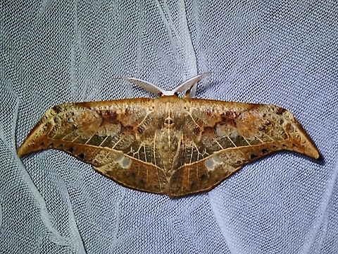 Hooktip Moth - Canucha specularis  Canucha specularis,Hooktip Moth,Moth,Palawan,Philippines