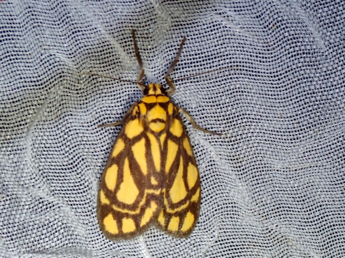 Lichen Moth - Cyme euprepioides  Cyme euprepioides,Lichen Moth,Moth,Palawan,Philippines