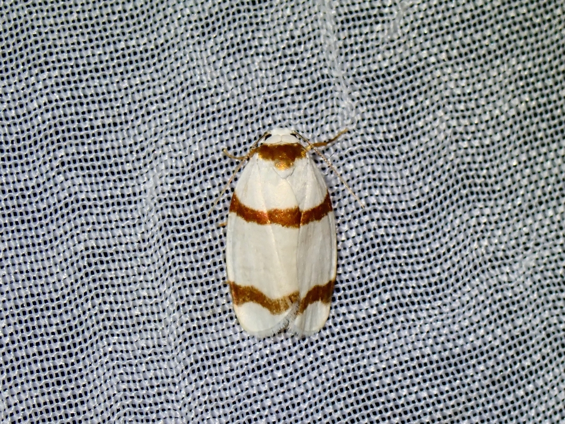 Lichen Moth - Padenia duplicana  Lichen Moth,Moth,Padenia duplicana,Palawan,Philippines