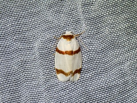 Lichen Moth - Padenia duplicana  Lichen Moth,Moth,Padenia duplicana,Palawan,Philippines