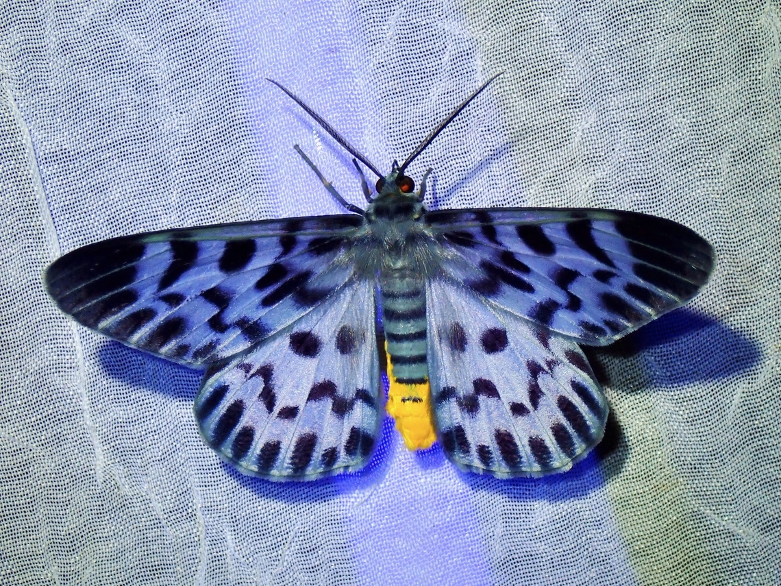 Geometrid Moth - Dysphania malayanus Dysphania malayanus is a species of Moth from the Family Geometridae. Dysphania malayanus,Moth,Palawan,Philippines