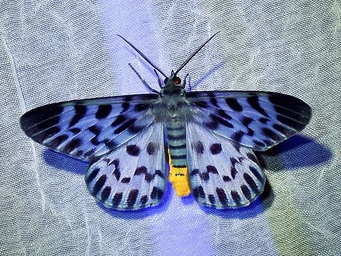 Geometrid Moth - Dysphania malayanus Dysphania malayanus is a species of Moth from the Family Geometridae. Dysphania malayanus,Moth,Palawan,Philippines