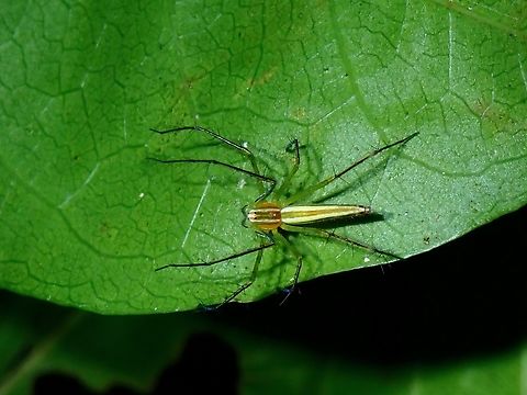 Lean Lynx Spider - Oxyopes macilentus  Lean Lynx spider,Lynx Spider,Oxyopes macilentus,Palawan,Philippines