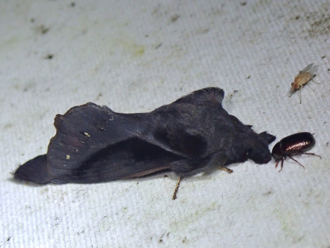 Lappet Moth - Kunugia drakei Kunugia drakei is a species of Lappet Moth from Family Lasiocampidae. Kunugia drakei,Lappet Moth,Malaysia,Moth,Sabah