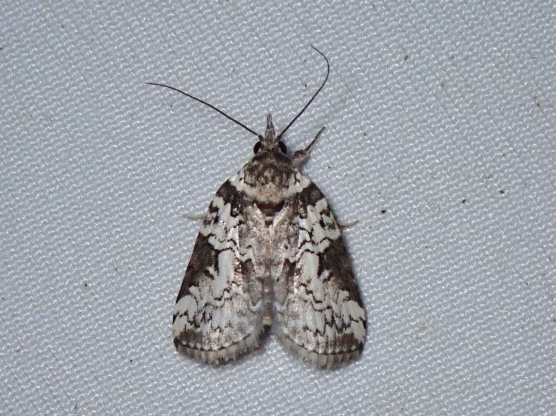 Tufted Moth - Nycteola mesoplaga Nycteola mesoplaga is a species of Tufted Moth from Family Nolidae. Malaysia,Moth,Nycteola mesoplaga,Sabah,Tufted Moth