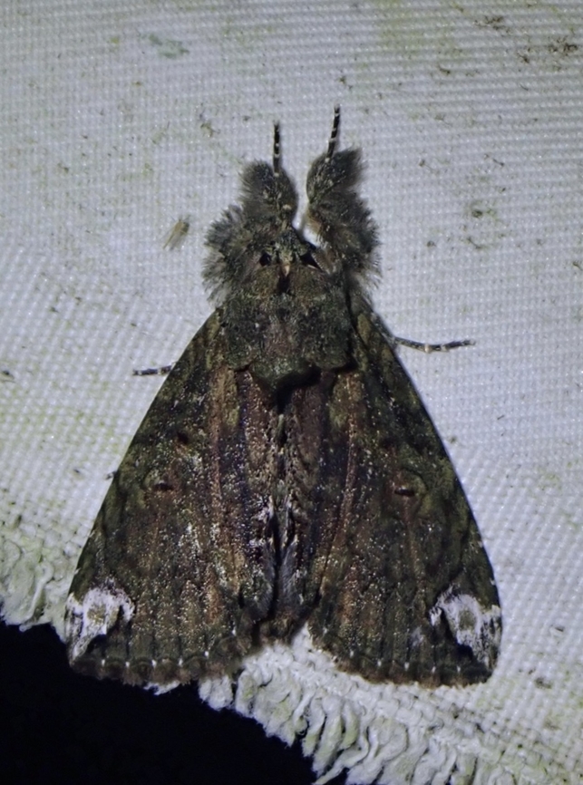 Tufted Moth - Plotheia exacta Plotheia exacta is a species of Tufted Moth from Family Nolidae. Malaysia,Moth,Plotheia exacta,Plotheia exacta.Tufted Moth,Sabah