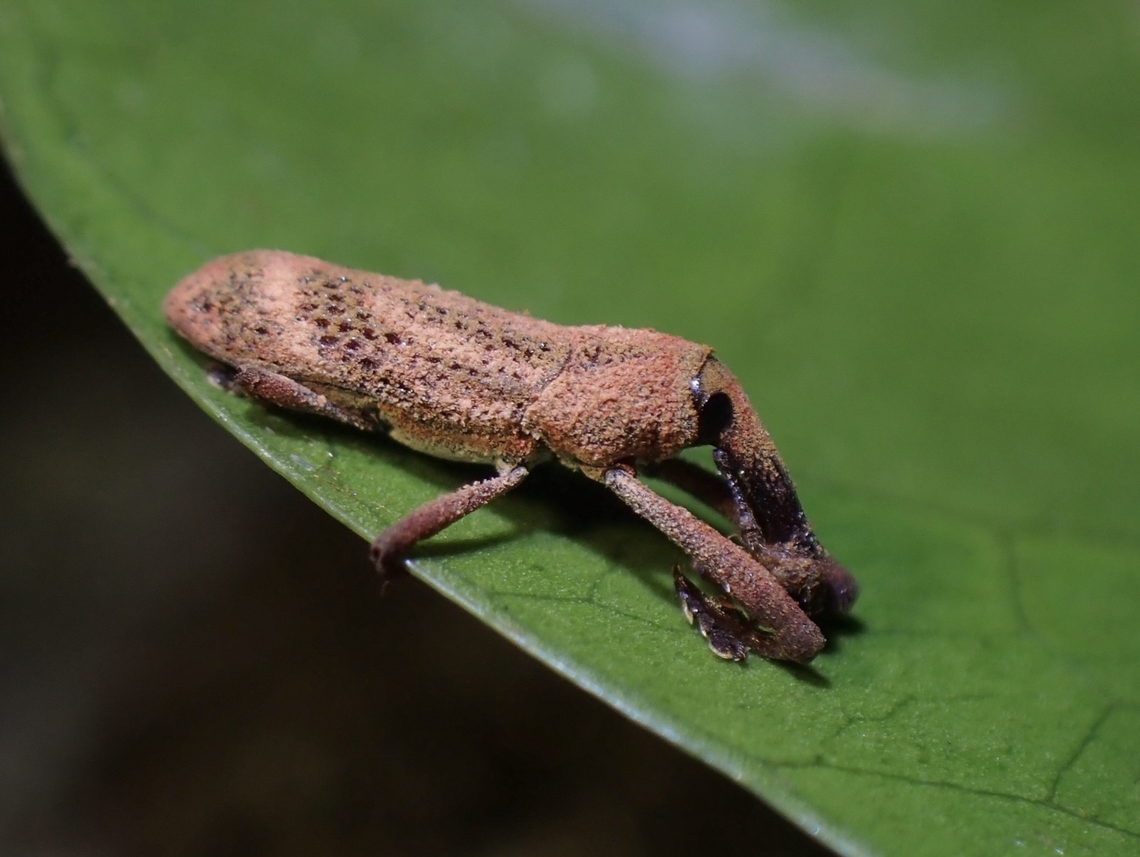 Weevil - Sternuchopsis cf nero Sternuchopsis nero is a species of Weevil from Family Curculionidae. Malaysia,Penang,Sternuchopsis nero,Weevil