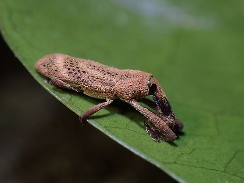 Weevil - Sternuchopsis cf nero Sternuchopsis nero is a species of Weevil from Family Curculionidae. Malaysia,Penang,Sternuchopsis nero,Weevil