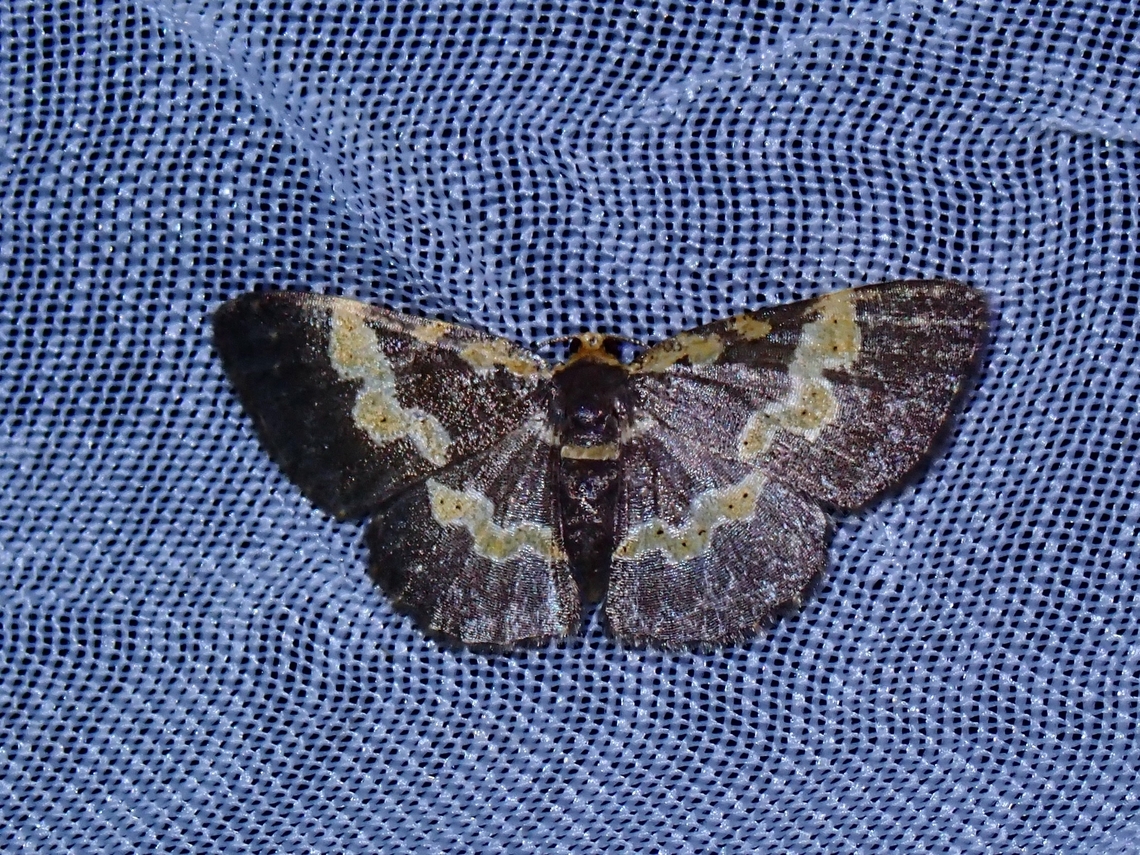 Geometrid Moth - Peratophyga flavomaculata Peratophyga flavomaculata is a species of Moth from Family Geometridae.<br />
<br />
x2 Moth,Palawan,Peratophyga flavomaculata,Philippines