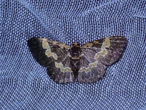 Geometrid Moth - Peratophyga flavomaculata Peratophyga flavomaculata is a species of Moth from Family Geometridae.

x2 Moth,Palawan,Peratophyga flavomaculata,Philippines