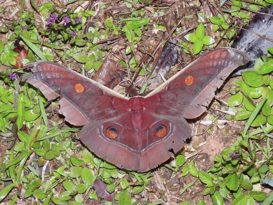 Tussar Moth - Antheraea assamensis  Antheraea assamensis,Malaysia,Moth,Sabah,Tussar Moth