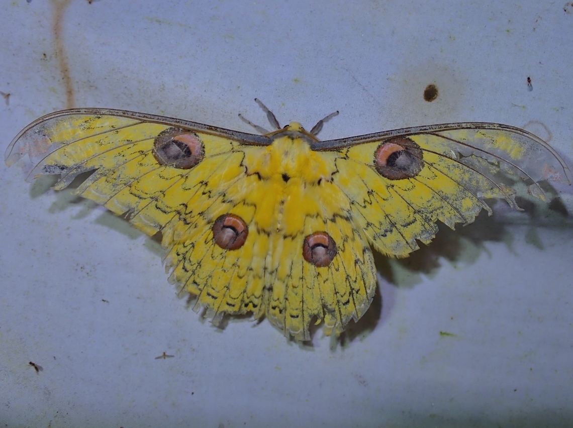 Worn out, but still a Beauty! Loepa martinii is a species of Giant Silkworm Moth from Family Saturniidae. Loepa martinii,giant silkworm moth,malaysia,moth,sabah,silkworm moth