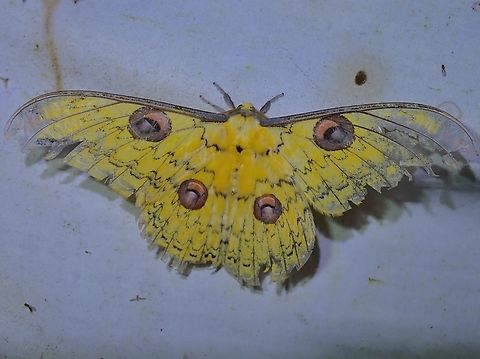 Worn out, but still a Beauty! Loepa martinii is a species of Giant Silkworm Moth from Family Saturniidae. Loepa martinii,giant silkworm moth,malaysia,moth,sabah,silkworm moth