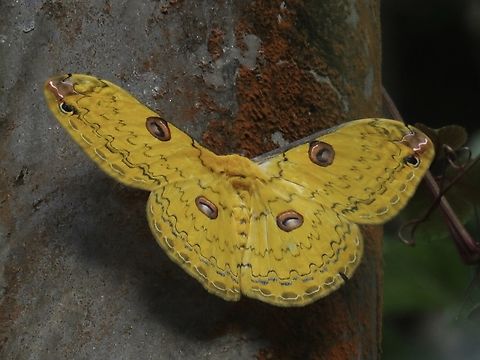 Giant Silkworm Moth - Loepa lampei Loepa lampei is a species of Giant Silkworm Moth from Family Saturniidae. Giant Silkworm Moth,Loepa lampei,Malaysia,Moth,Pahang,Silkworm Moth