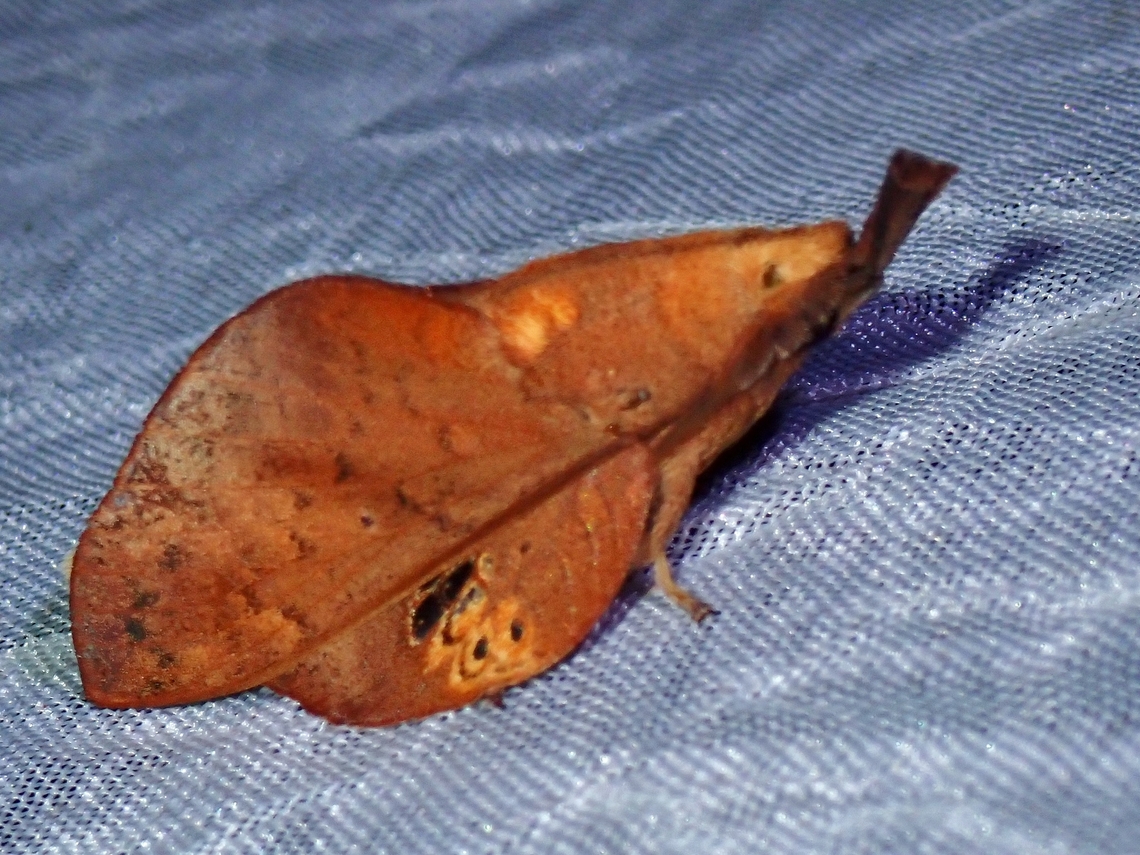 Lappet Moth - Gastropacha leopoldi  Gastropacha leopoldi,Lappet Moth,Moth,Palawan,Philippines