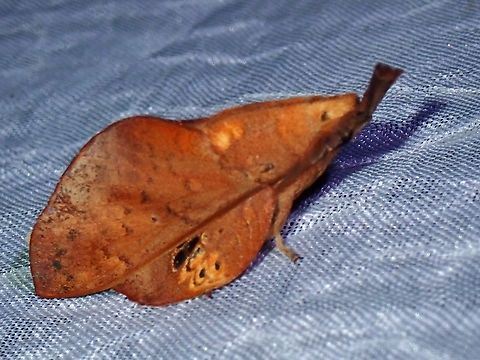 Lappet Moth - Gastropacha leopoldi  Gastropacha leopoldi,Lappet Moth,Moth,Palawan,Philippines