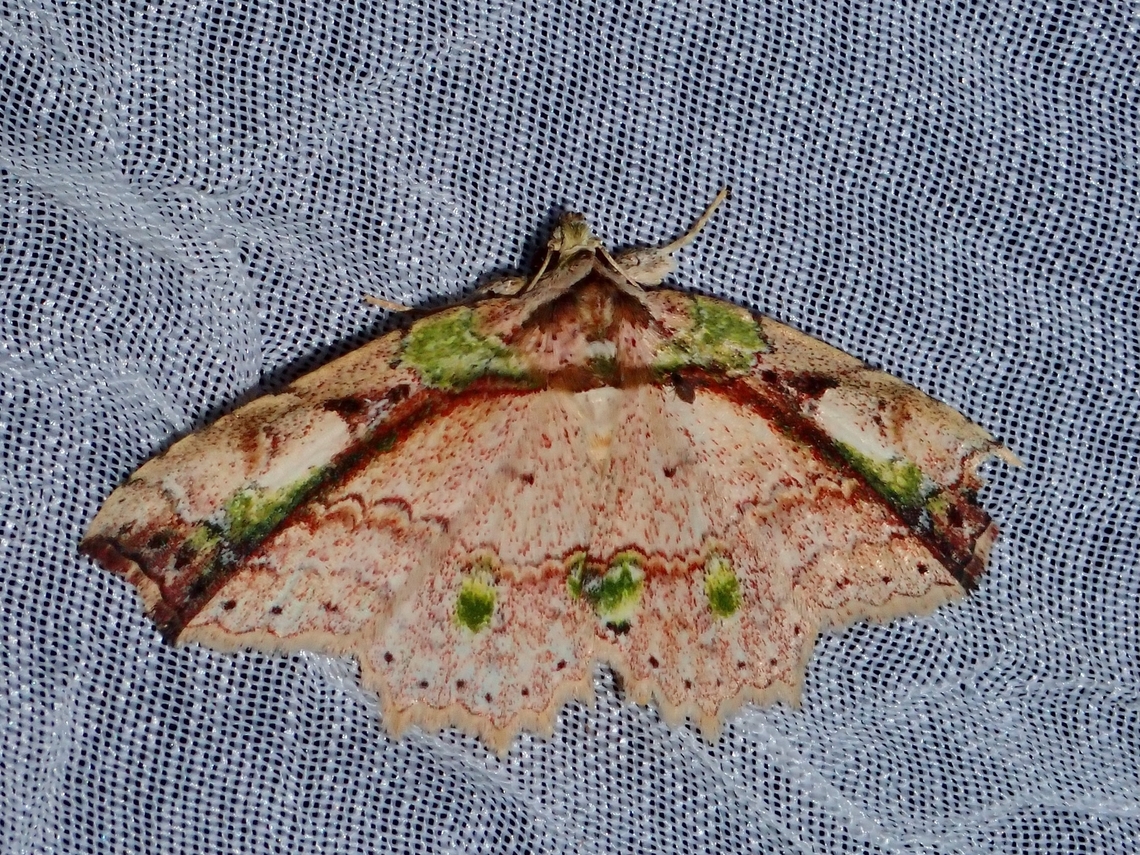 Moth - Tamba mnionomera  Moth,Palawan,Philippines,Tamba mnionomera