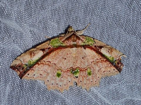 Moth - Tamba mnionomera  Moth,Palawan,Philippines,Tamba mnionomera