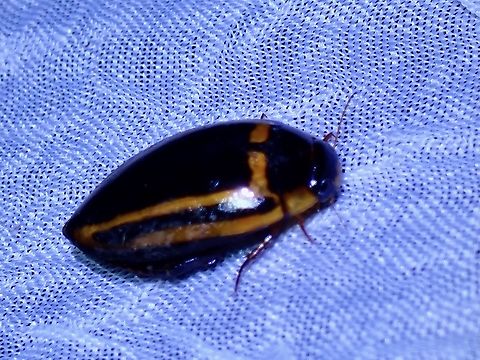 Diving Beetle - Hydaticus philippensis Hydaticus philippensis is a species of diving beetle from Family Dytiscidae Beetle,Diving Beetle,Hydaticus philippensis,Palawan,Philippines