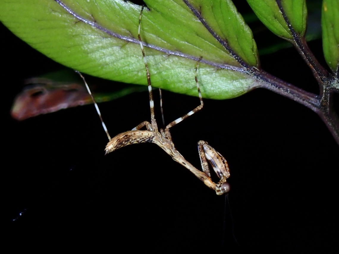 Too young to know it's name!  Dead Leaf Mantis,Deroplatys philippinica,Mantis,Palawan,Philippines,Philippines Dead Leaf Mantis,Praying Mantis