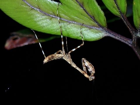 Too young to know it's name!  Dead Leaf Mantis,Deroplatys philippinica,Mantis,Palawan,Philippines,Philippines Dead Leaf Mantis,Praying Mantis