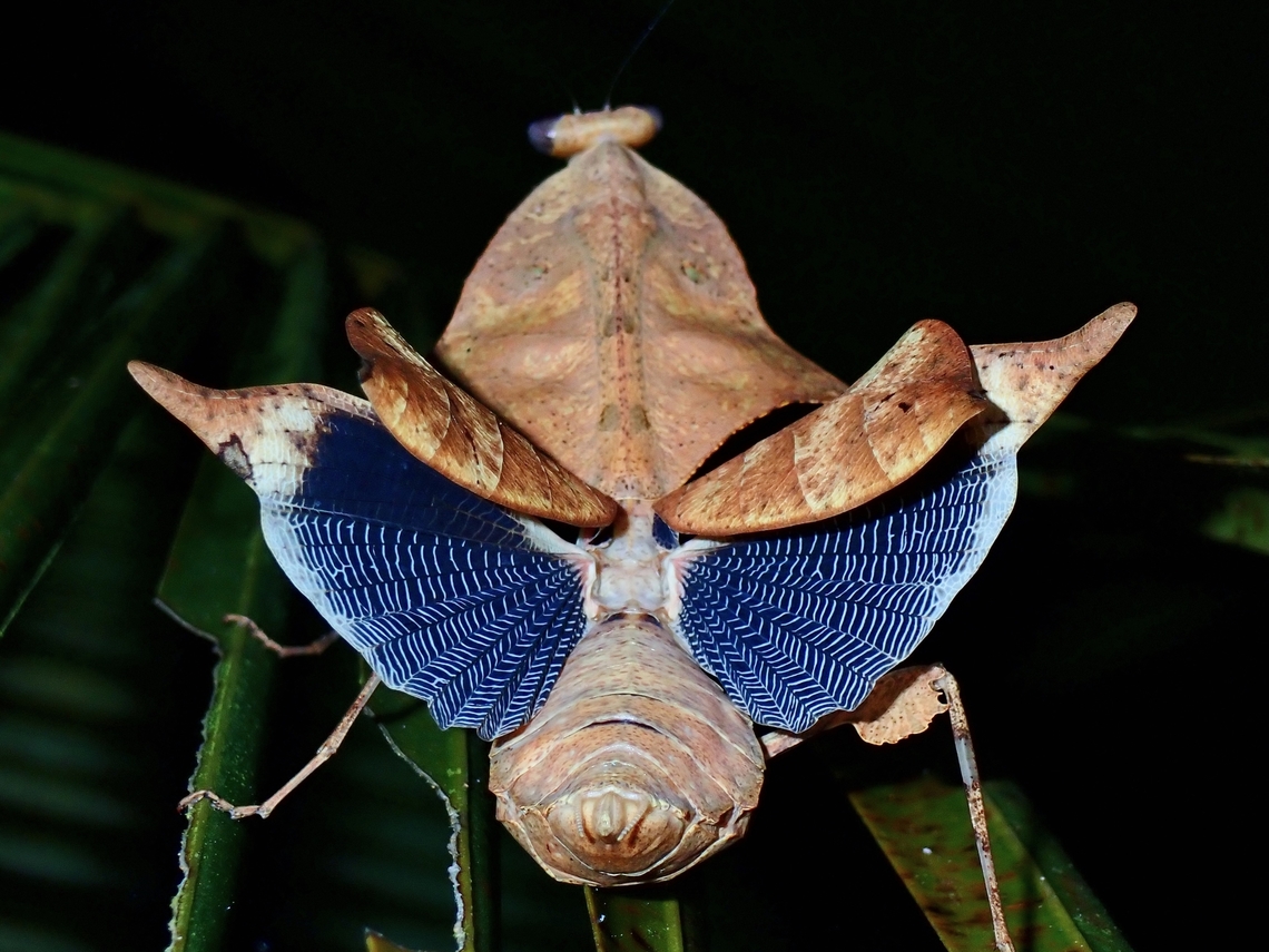 My best side is my back side! Dead Leaf Mantis - Deroplatys sp. Dead Leaf Mantis,Deroplatys,Mantis,Palawan,Philippines,Praying Mantis