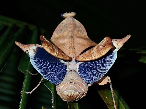 My best side is my back side! Dead Leaf Mantis - Deroplatys sp. Dead Leaf Mantis,Deroplatys,Mantis,Palawan,Philippines,Praying Mantis