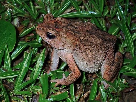 Philippine Toad - Ingerophrynus philippinicus  Ingerophrynus philippinicus,Palawan,Philippine Toad,Philippines,Toad