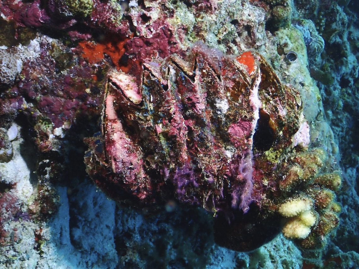 Yummy? Giant Honeycomb Oyster - Hyotissa hyotis Giant Honeycomb Oyster,Honeycomb Oyster,Hyotissa hyotis,Maldives,Oyster