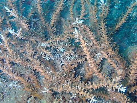 Aw Staghorn Coral - Acropora awi Fairly common staghorn coral, looks quite similar to other species of Staghorn corals that it was overlooked and only described as a separate species in 1998. Acropora awi,Anilao,Batangas,Coral,Philippines,Staghorn Coral,Stony Coral