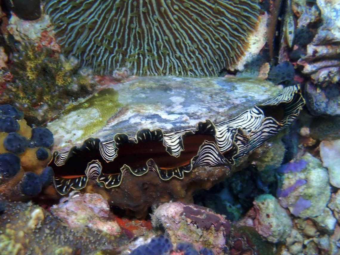 Rough PenShell  Atrina pectinata,Cebu,Gato,Malapascua,Oyster,Philippines,Rough Penshell