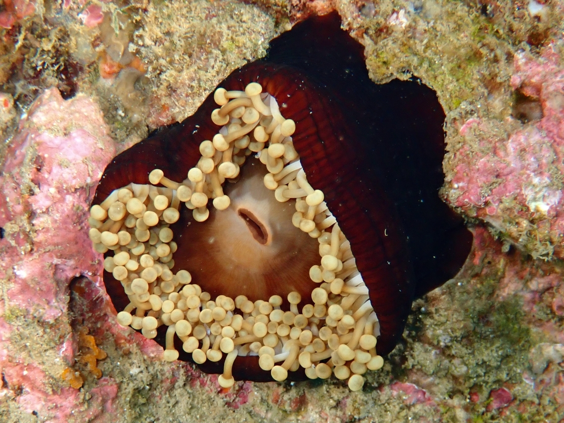 Hoplites Corallimorph - Paracorynactis hoplites  Anilao,Batangas,Corallimorph,Hoplites Corallimorph,Paracorynactis hoplites,Philippines