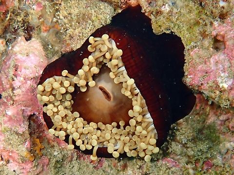 Hoplites Corallimorph - Paracorynactis hoplites  Anilao,Batangas,Corallimorph,Hoplites Corallimorph,Paracorynactis hoplites,Philippines