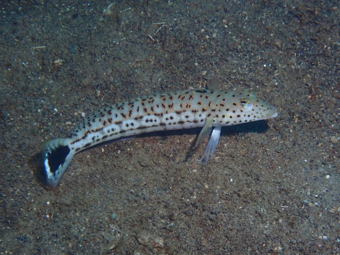 Speckled Sandperch - Parapercis pacifica  Anilao,Batangas,Fish,Parapercis pacifica,Philippines,Sandperch,Speckled Sandperch