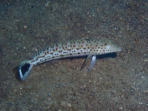 Speckled Sandperch - Parapercis pacifica  Anilao,Batangas,Fish,Parapercis pacifica,Philippines,Sandperch,Speckled Sandperch