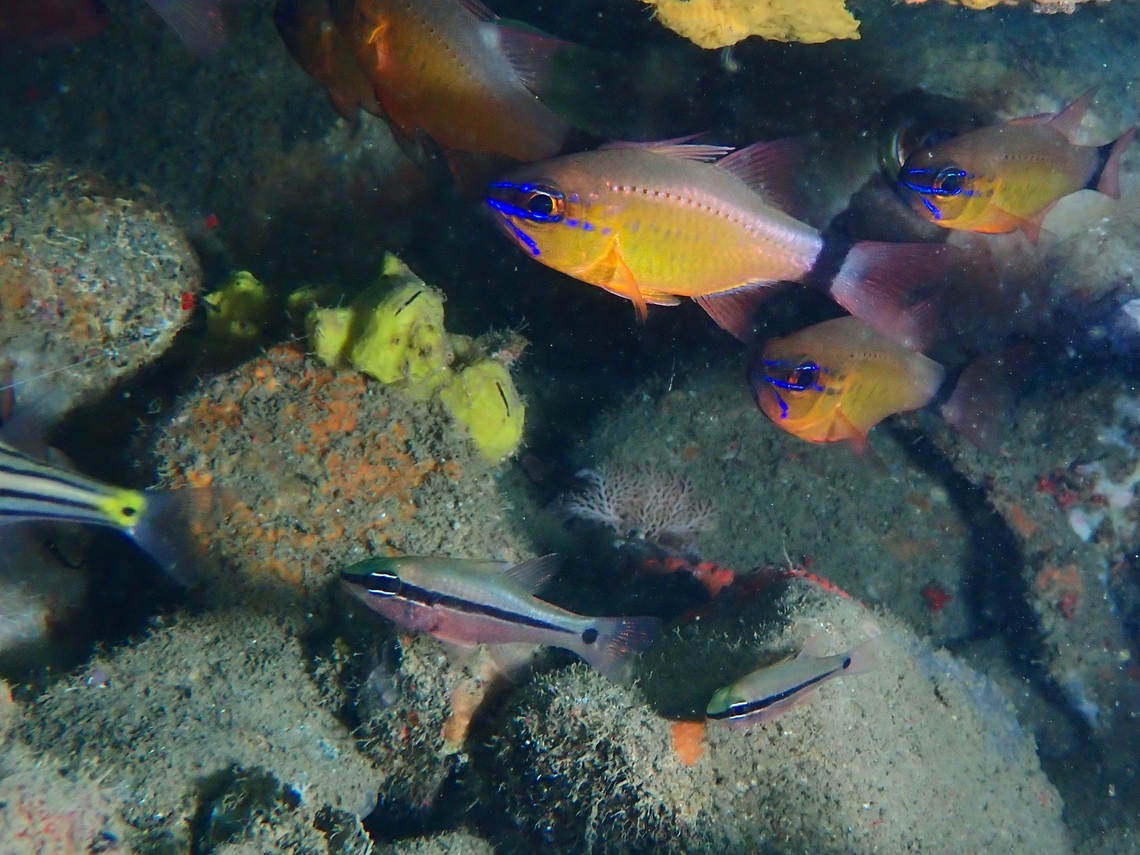 Spurcheek Cardinalfish - Pristiapogon fraenatus Observation on the 2 Cardinalfishes on the bottom of the picture. Anilao,Batangas,Cardinalfish,Fish,Philippines,Pristiapogon fraenatus,Spurcheek Cardinalfish