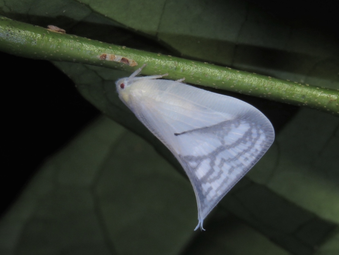 Flatid Planthopper - Lawana pryeri Lawana pryeri is a species of Planthopper from Family Flatidae. Flatid Planthopper,Hopper,Lawana pryeri,Malaysia,Planthopper,Sabah