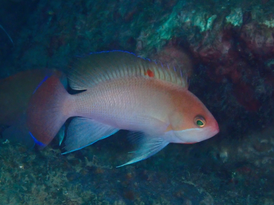Stocky Anthias - Pseudanthias hypselosoma  Anilao,Anthias,Batangas,Fish,Philippines,Pseudanthias hypselosoma,Stocky Anthias